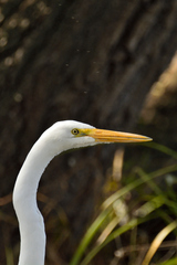 Ardea alba