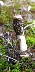 Phallus hadriani