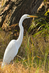 Ardea alba