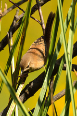 Cistothorus platensis