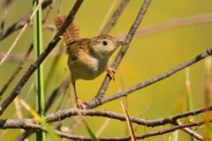 Cistothorus platensis