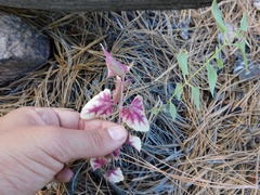 Ageratina paupercula