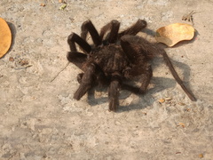Aphonopelma anax