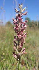Anacamptis coriophora fragrans