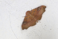 Tautobriga glaucopis