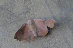 Tautobriga glaucopis