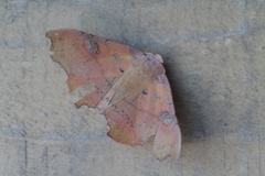 Tautobriga glaucopis