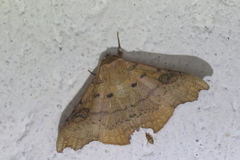 Tautobriga glaucopis