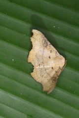 Tautobriga glaucopis