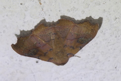 Tautobriga glaucopis