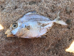 Splendid Ponyfish photo 4