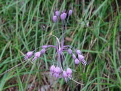 Allium carinatum pulchellum