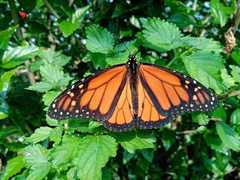 Danaus plexippus