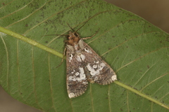 Acanthodica sinuilinea