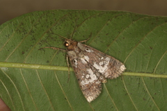 Acanthodica sinuilinea