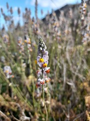 Monnina philippiana