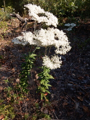 Eriogonum annuum