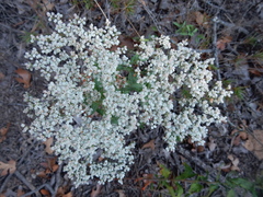 Eriogonum annuum