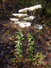 Eriogonum annuum