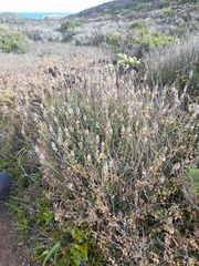 Monnina philippiana