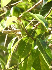 Endiandra globosa