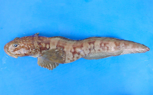 Newfoundland Eelpout