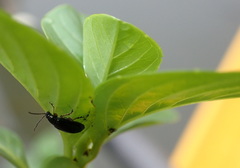 Lysathia ludoviciana