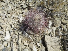 Sclerocactus polyancistrus