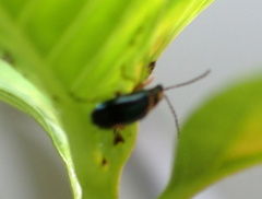 Lysathia ludoviciana