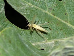 Oecanthus dulcisonans