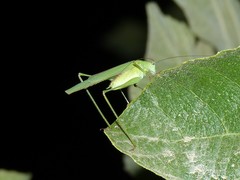 Phaneroptera sparsa