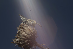 Coelioxys rufitarsis