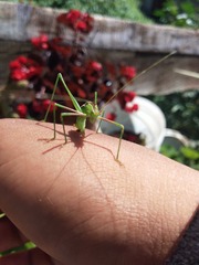 Acanthorintes tauriformis