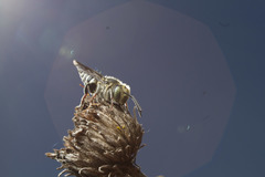 Coelioxys rufitarsis