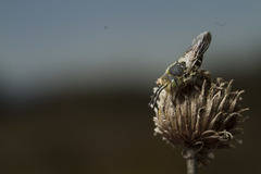 Coelioxys rufitarsis
