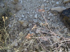 Eriogonum microtheca simpsonii