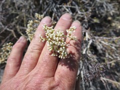 Eriogonum microtheca simpsonii
