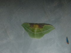 Tachyphyle basiplaga