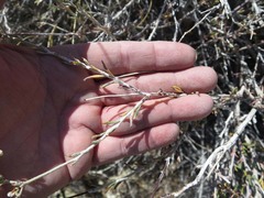 Eriogonum microtheca simpsonii