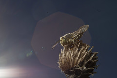 Coelioxys rufitarsis