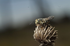 Coelioxys rufitarsis