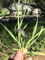 Malacosoma constricta