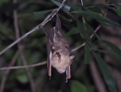Hipposideros diadema