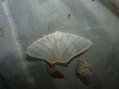 Brachurapteryx tesserata