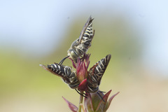 Coelioxys rufitarsis