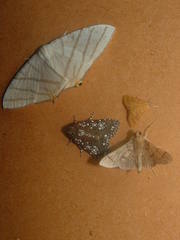 Brachurapteryx tesserata