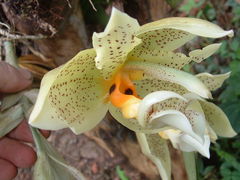Stanhopea dodsoniana