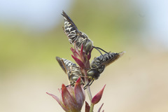 Coelioxys rufitarsis