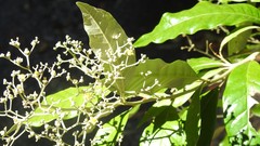 Argophyllum nullumense