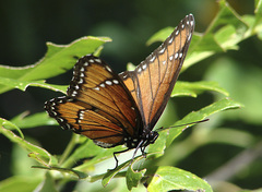 Limenitis archippus obsoleta